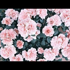 Meet your Posher, Edith